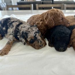 Bernedoodle, French Bulldog, Goldendoodle, and Sheepadoodle Puppies from Farm Fresh Doodles