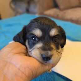 Buns - Black and Cream - Black and cream female Dachshund puppy in Pueblo, Colorado from HotDachs