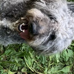 Piper - Goldendoodle