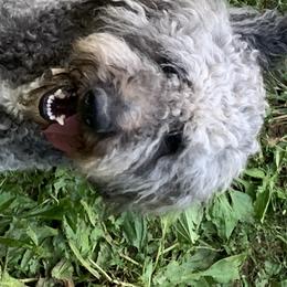 Piper - Goldendoodle