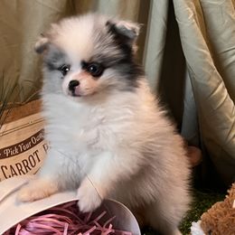 Pomeranian and Pomsky Puppies from Stonehill Breeders