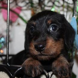 Boy 2 - Black and tan male Dachshund puppy in Craig, Colorado from Rocky Mountain Shih Tzus and Dry Creek Miniature Dachshunds