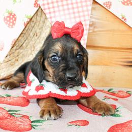 Sandy - Black tan and white female Basset Hound puppy in Antlers, Oklahoma from Rocking H