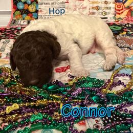 Connor - Parti male Poodle puppy in Port Orange, Florida from Daytona’s Standard Poodles