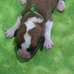 Kelly - Red and white male Cardigan Welsh Corgi puppy in Livermore, Colorado from Rowe Family