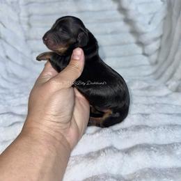 Sue Storm - Black and tan female Dachshund puppy in Ceres, California from Rockin' M’s LilBitty Dachshunds (LBD)