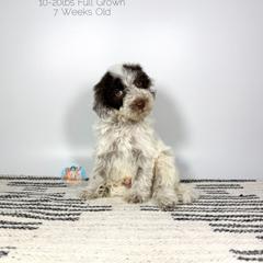 Sage - Parti male Double Doodle puppy in Southwest Ranches, Florida from Dandy Doodle Ranch