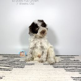 Sage - Parti male Double Doodle puppy in Southwest Ranches, Florida from Dandy Doodle Ranch