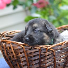 German Shepherd Puppies from Gems German Shepherd Dog Puppies