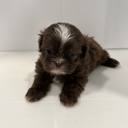 Shih Tzu Puppies from Moore Shih Tzus