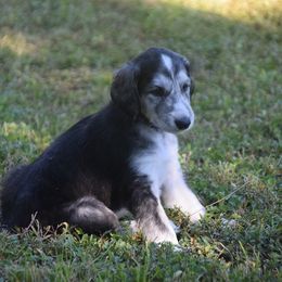 Boy 2 - Blue and cream male Afghan Hound puppy in Cape Coral, Florida from Qadim Afghan Hounds