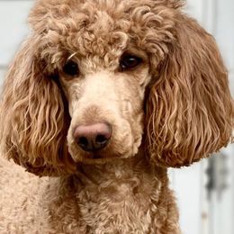 Poodles from Rufous Poodles