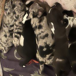 Catahoula Leopard Dogs from Rick's Catahoula Leopard Dogs