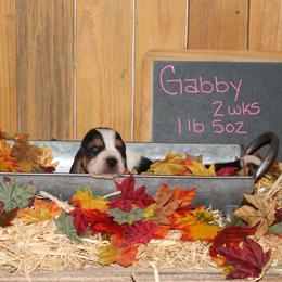 Gabby - Black white and brown female Basset Hound puppy in Dover, Arkansas from S&S American Bassets