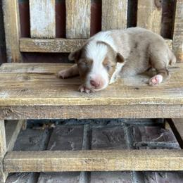 RMF2 - Red merle female Miniature Australian Shepherd puppy in Lexington, Nebraska from Osborne's Aussies