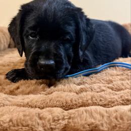Blue Boy - Black male Labrador Retriever puppy in North Pole, Alaska from Mulberry Retrievers