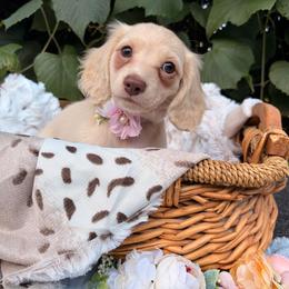 Light Roast - Cream female Dachshund puppy in Coldwater, Mississippi from Under the Stars Minis