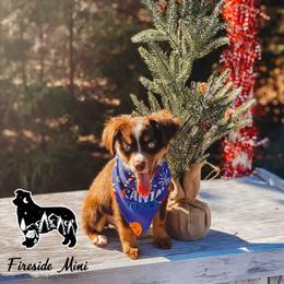 Miniature Australian Shepherd and Toy Australian Shepherd Puppies from Fireside Toy & Mini Aussies