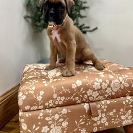 Sprinkles - Fawn female Boxer puppy in Upper Sandusky, Ohio from Rock Run Homestead