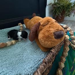Frankie - Black and tan male Chihuahua puppy in Choctaw, Oklahoma from Savvy Chihuahuas of Oklahoma