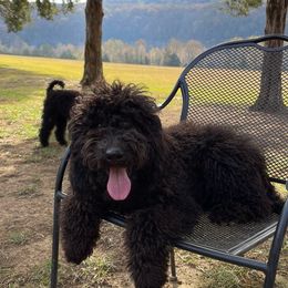 Dark Blue Collar (Female) - Goldendoodle puppy in Ozark, Arkansas from Mulberry River Poodles and Doodles, LLC.