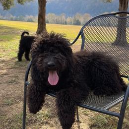 Dark Blue Collar (Female) - Goldendoodle puppy in Ozark, Arkansas from Mulberry River Poodles and Doodles, LLC.