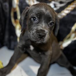 Ashborn - Gray male Cane Corso puppy in Cleveland, Ohio from Cleveland Corsos