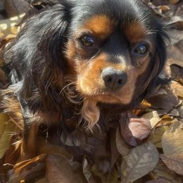 Cavalier King Charles Spaniels from Southern Ohio Cavaliers