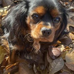 Cavalier King Charles Spaniels from Southern Ohio Cavaliers