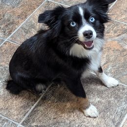 Chevy - Toy Australian Shepherd
