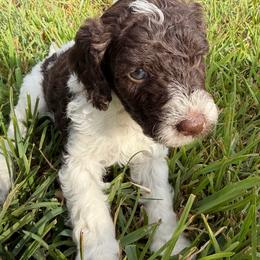 Chocolate Parti boy 5 - Chocolate male Double Doodle puppy in Yoakum, Texas from The Scott’s Dood Ranch