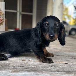 Koa 2,700 - Black and tan male Dachshund puppy in Gatesville, Texas from Emily’s Doxie Domain