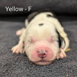 Yellow - Black and white female Sheepadoodle puppy in Seaman, Ohio from Ohio Valley Sheepadoodles