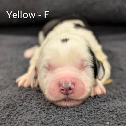 Yellow - Black and white female Sheepadoodle puppy in Seaman, Ohio from Ohio Valley Sheepadoodles