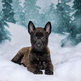 Helgen - Mahogany female Belgian Malinois puppy in Sanger, Texas from Faubion Malinois