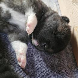 AKC Suki - Brown, black overlay female Akita puppy in Tombstone, Arizona from WeVolution Off-Grid