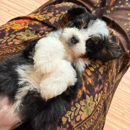 Zion - Tri-color male Bernedoodle puppy in Travelers Rest, South Carolina from Bernedoodle.do