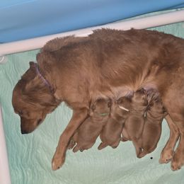 Golden Retriever Puppies from Linda's Golden Luv