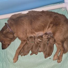 Golden Retriever Puppies from Linda's Golden Luv