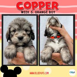 Copper (Orange) - male Golden Mountain Doodle puppy in Boiling Springs, South Carolina from OlliePups, LLC