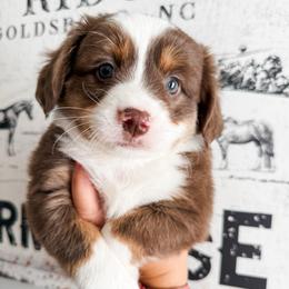 Benjamin - Red tri male Miniature Australian Shepherd puppy in Goldsboro, North Carolina from Maple Ridge Farm