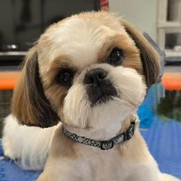 Jack - Shih Tzu