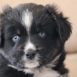 Aussiedoodles, Miniature Australian Shepherds, and Poodles from Cape Cod Aussies / Cape Cod Poodles and Doodles