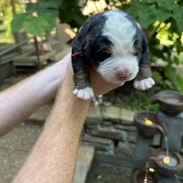 Male- Red Collar - Black rust and white Bernese Mountain Dog puppy in Winslow, Arkansas from Brentwood Berners