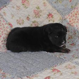 Onyx - Black tri female Toy Australian Shepherd puppy in Okeana, Ohio from Fetching Toy Aussies