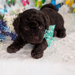Green Boy - Brown male Shihpoo puppy in Rockledge, Florida from Stormie's Doodles