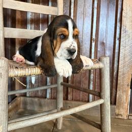 Gray - Black brown and white male Basset Hound puppy in Pavo, Georgia from Southern Oaks Kennel