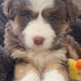 Aussiedoodles, Australian Shepherds, and Miniature Australian Shepherds from Happy Haven Puppies