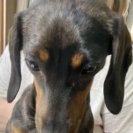 Minnie - Dachshund