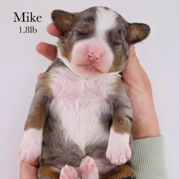 Mike - Blue merle male Bernedoodle puppy in Comanche, Texas from Central Texas Doodles, LLC.